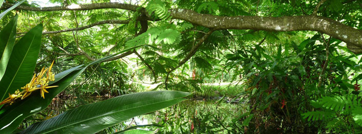 Caribbean tropical gardens
